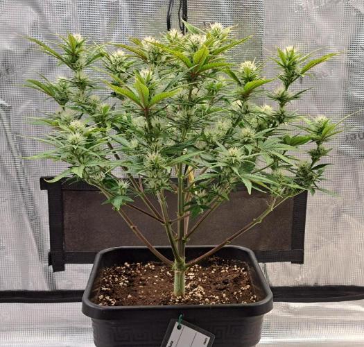 Taste of stardust. Week 7 - Day 46