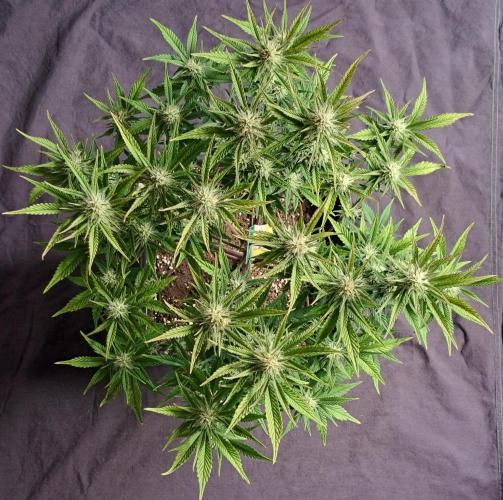 Taste of stardust. Week 7 - Day 47