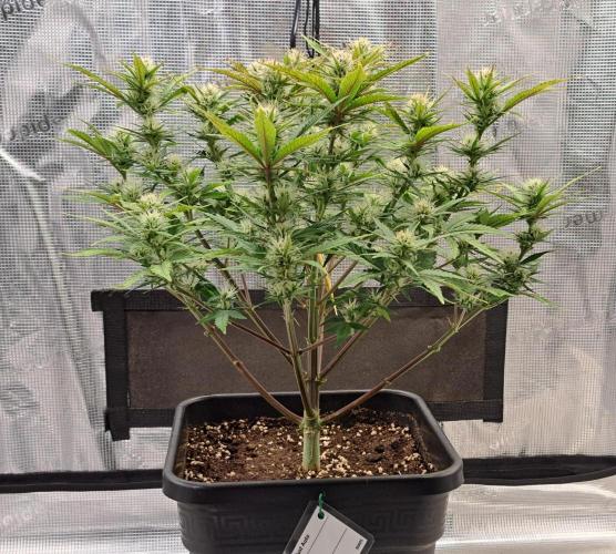 Taste of stardust. Week 7 - Day 47