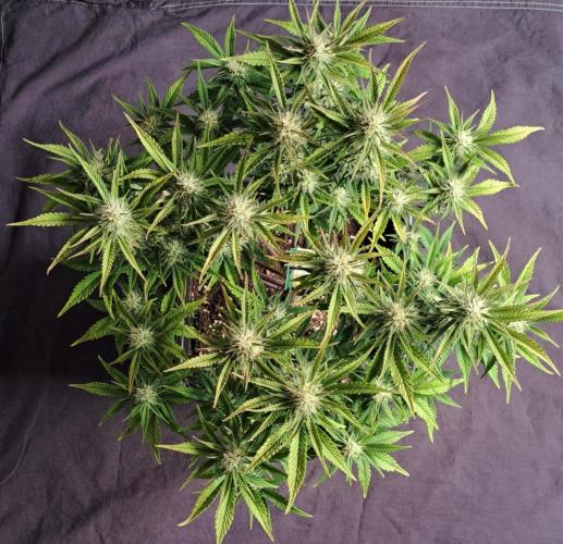 Taste of stardust. Week 7 - Day 48