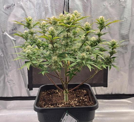 Taste of stardust. Week 7 - Day 48