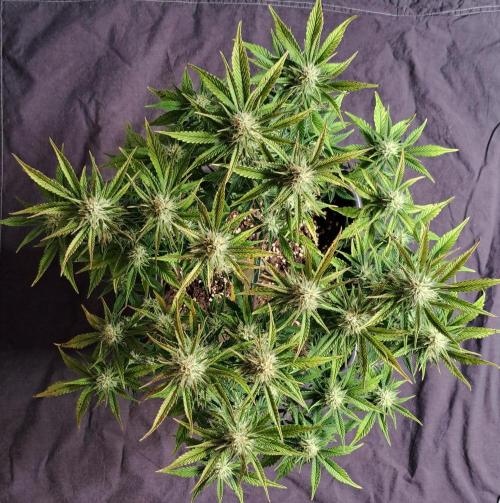 Taste of stardust. Week 7 - Day 49