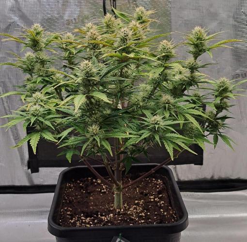 Taste of stardust. Week 7 - Day 49