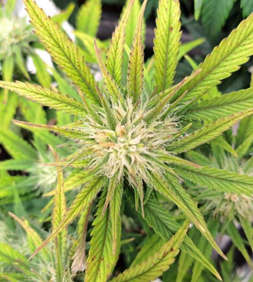 Taste of stardust. Week 7 - Day 49