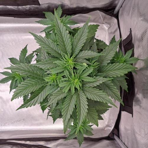 King of Kong. Week 5 - Day 29