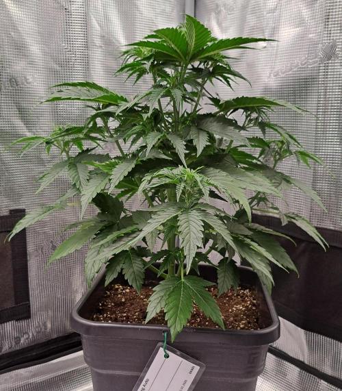 King of Kong. Week 5 - Day 29