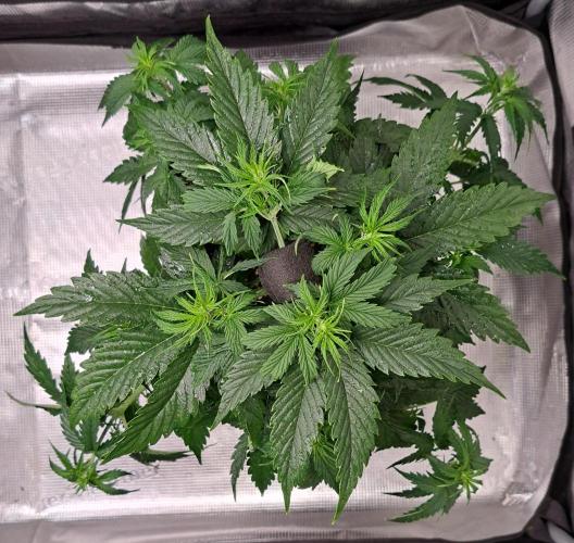 King of Kong. Week 5 - Day 30