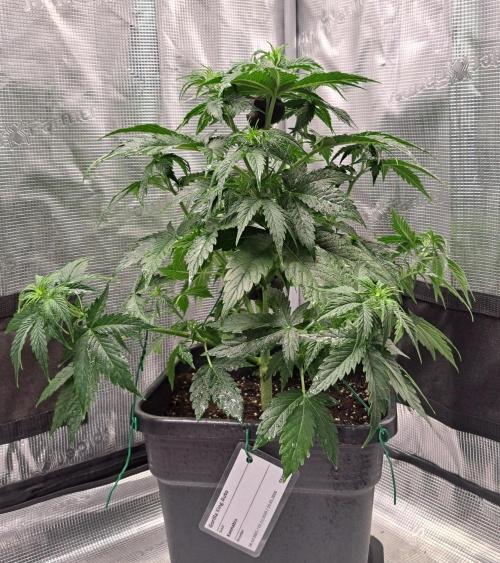 King of Kong. Week 5 - Day 30