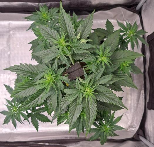 King of Kong. Week 5 - Day 31