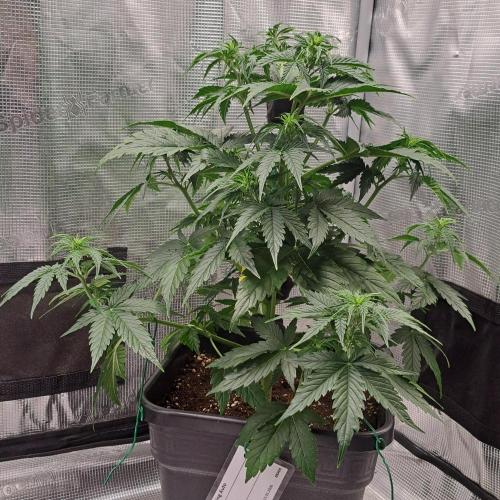 King of Kong. Week 5 - Day 31