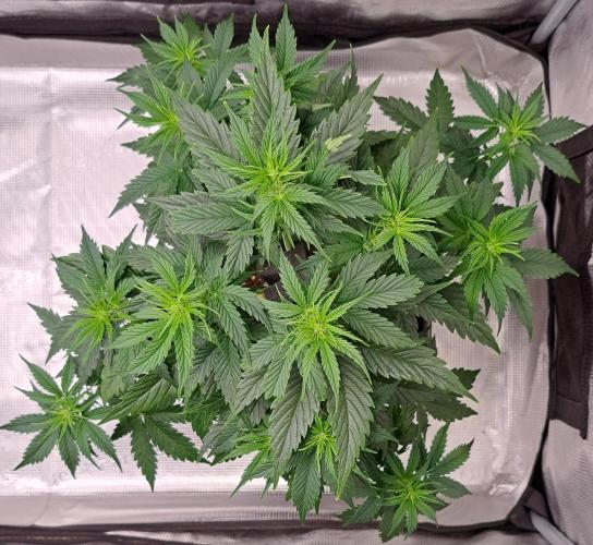 King of Kong. Week 5 - Day 32