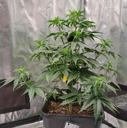 King of Kong. Week 5 - Day 32