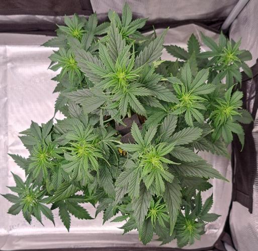 King of Kong. Week 5 - Day 33