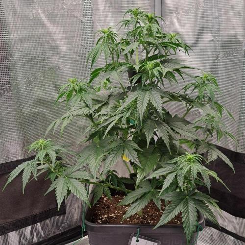 King of Kong. Week 5 - Day 33