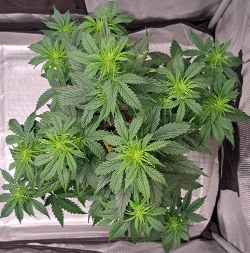 King of Kong. Week 5 - Day 34