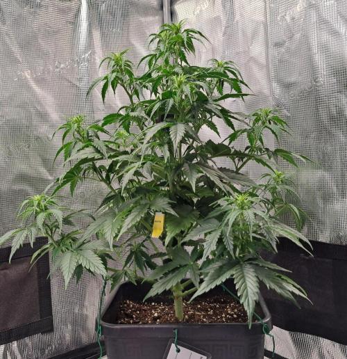 King of Kong. Week 5 - Day 34