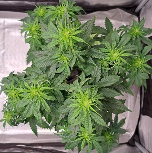 King of Kong. Week 5 - Day 35