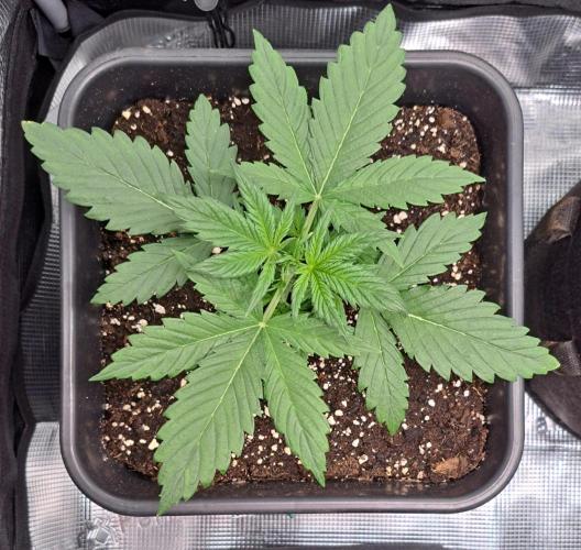 Little jealousy lady. Week 3 - Day 15