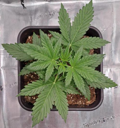 Little jealousy lady. Week 3 - Day 17