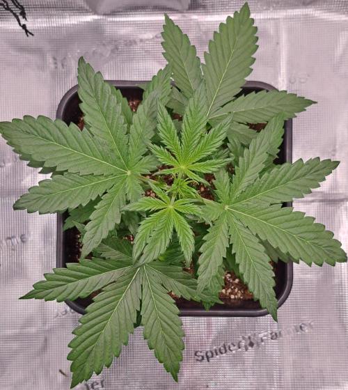 Little jealousy lady. Week 3 - Day 19