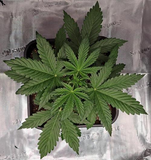 Little jealousy lady. Week 3 - Day 20