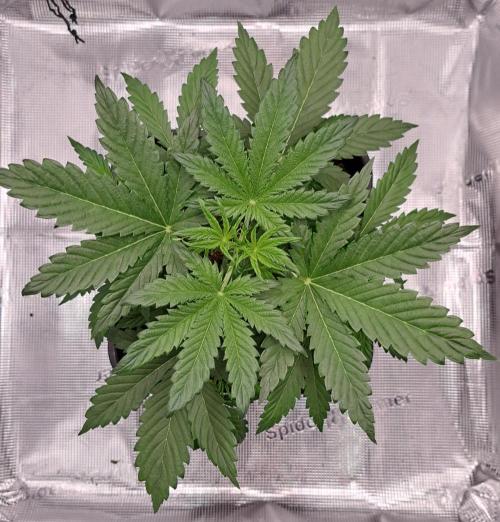 Little jealousy lady. Week 3 - Day 21