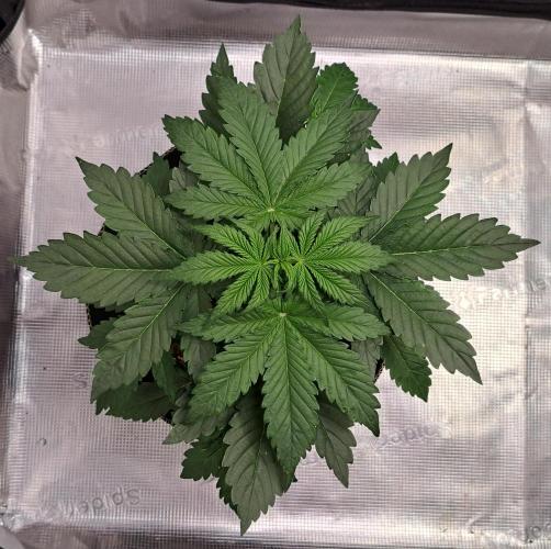 Dreams become purple. Week 4