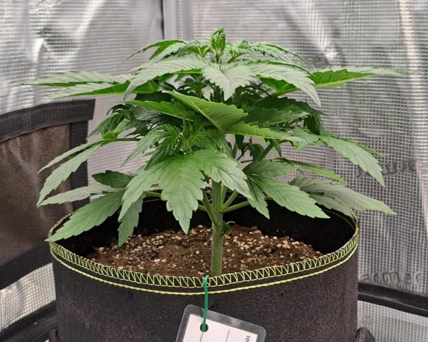 Dreams become purple. Week 4