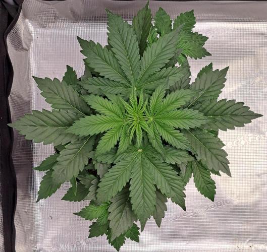 Dreams become purple. Week 4