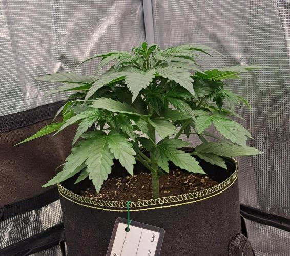 Dreams become purple. Week 4