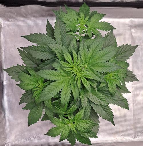 Dreams become purple. Week 4