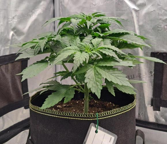 Dreams become purple. Week 4