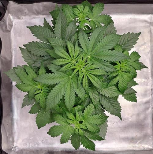 Dreams become purple. Week 4