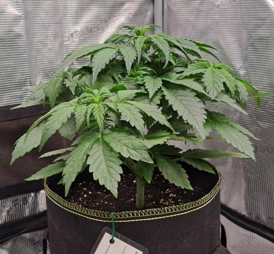 Dreams become purple. Week 4