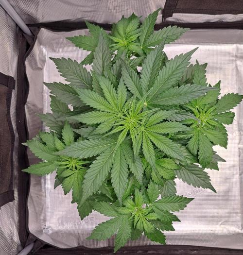 Dreams become purple. Week 4