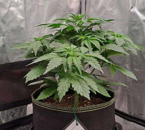 Dreams become purple. Week 4