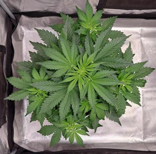 Dreams become purple. Week 4