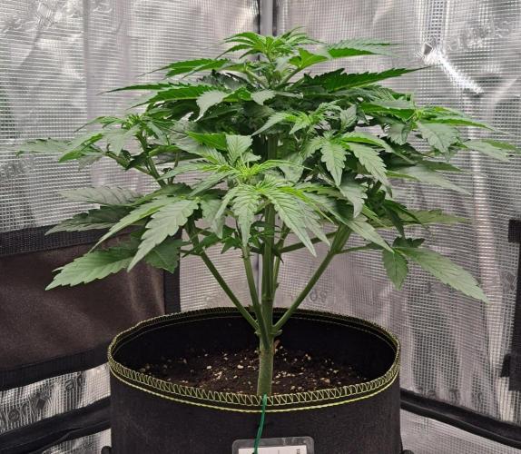 Dreams become purple. Week 4