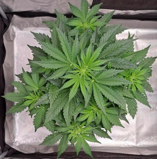 Dreams become purple. Week 4