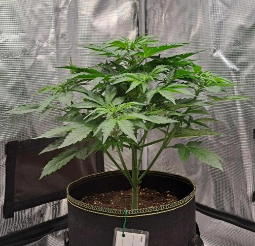 Dreams become purple. Week 4