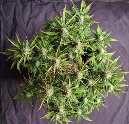 Taste of stardust. Week 8 - Day 50