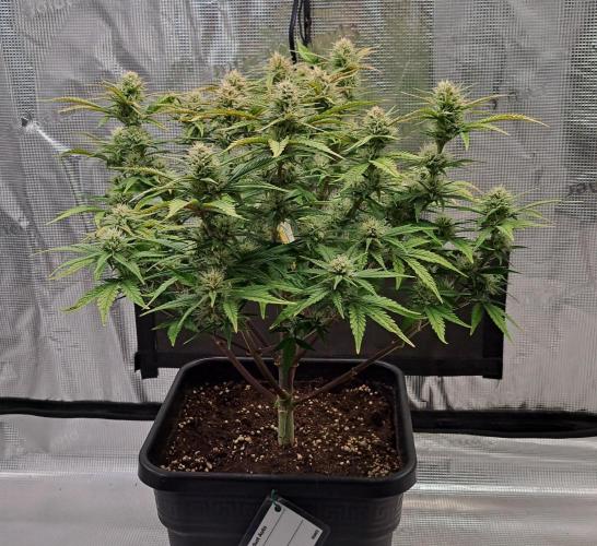 Taste of stardust. Week 8 - Day 50