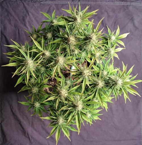 Taste of stardust. Week 8 - Day 51