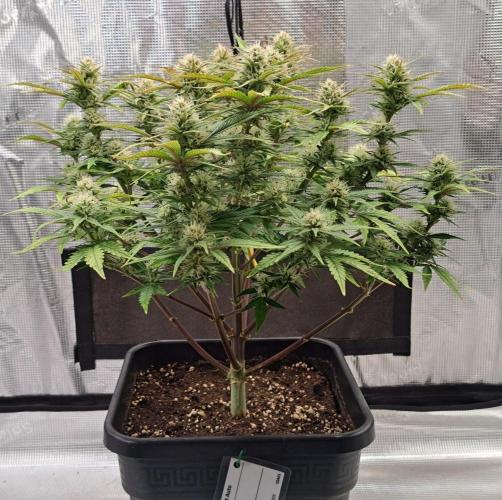 Taste of stardust. Week 8 - Day 51