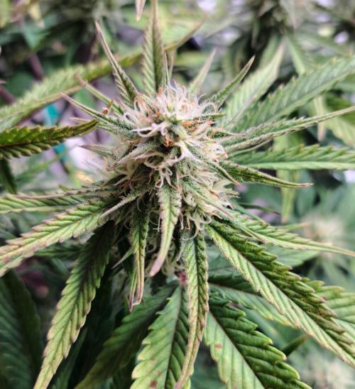 Taste of stardust. Week 8 - Day 51