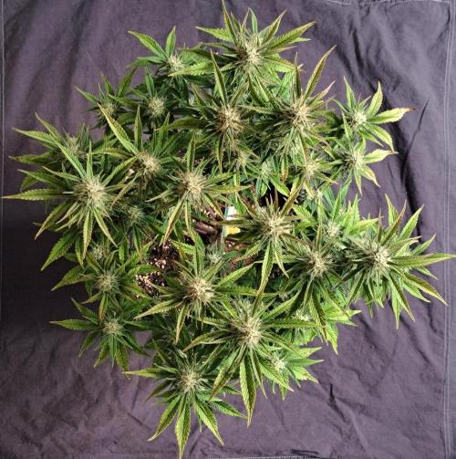 Taste of stardust. Week 8 - Day 52