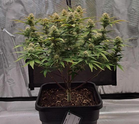 Taste of stardust. Week 8 - Day 52