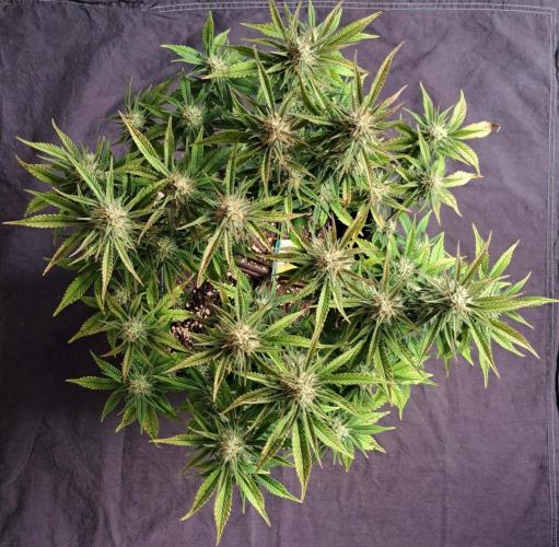 Taste of stardust. Week 8 - Day 53