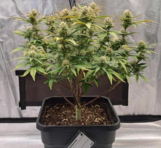 Taste of stardust. Week 8 - Day 53