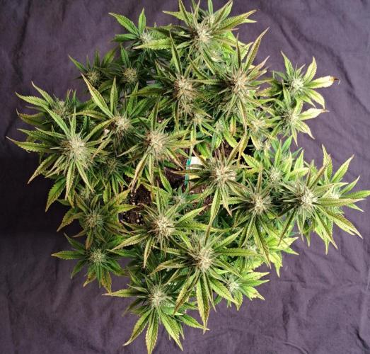 Taste of stardust. Week 8 - Day 54